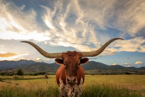 A Texas Longhorn bull grazes in the countryside.